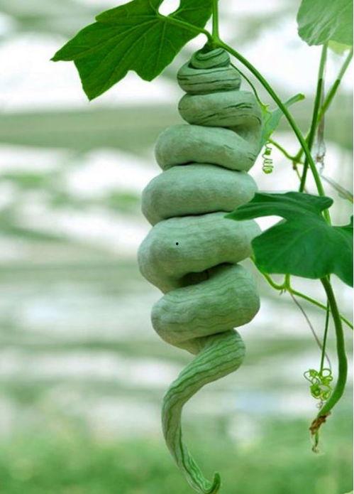 宝宝可以吃蛇瓜,蛇瓜营养美味，助力宝宝健康成长